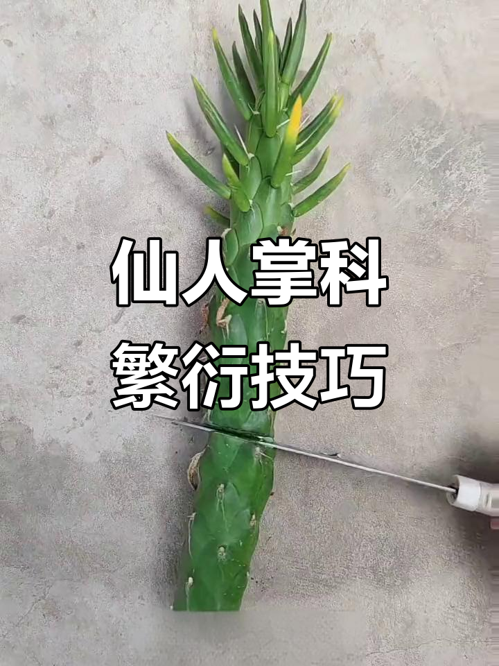 沙漠将军柱切段繁殖,轻松收获多棵新植株