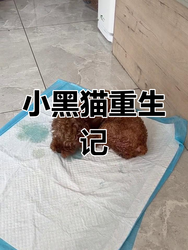 肉车救回的小黑猫,逐渐康复