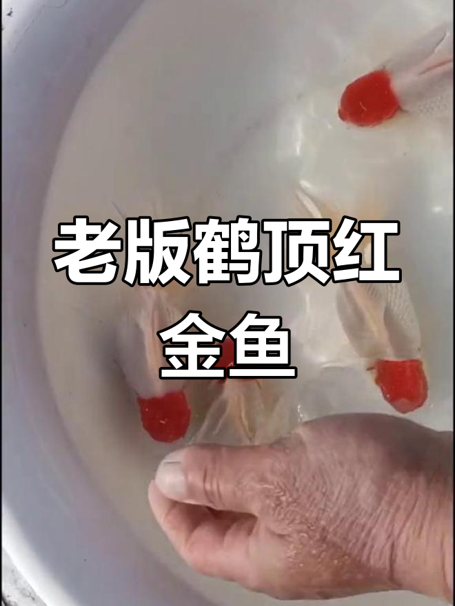 传统鹤顶红金鱼,回忆养鱼初心