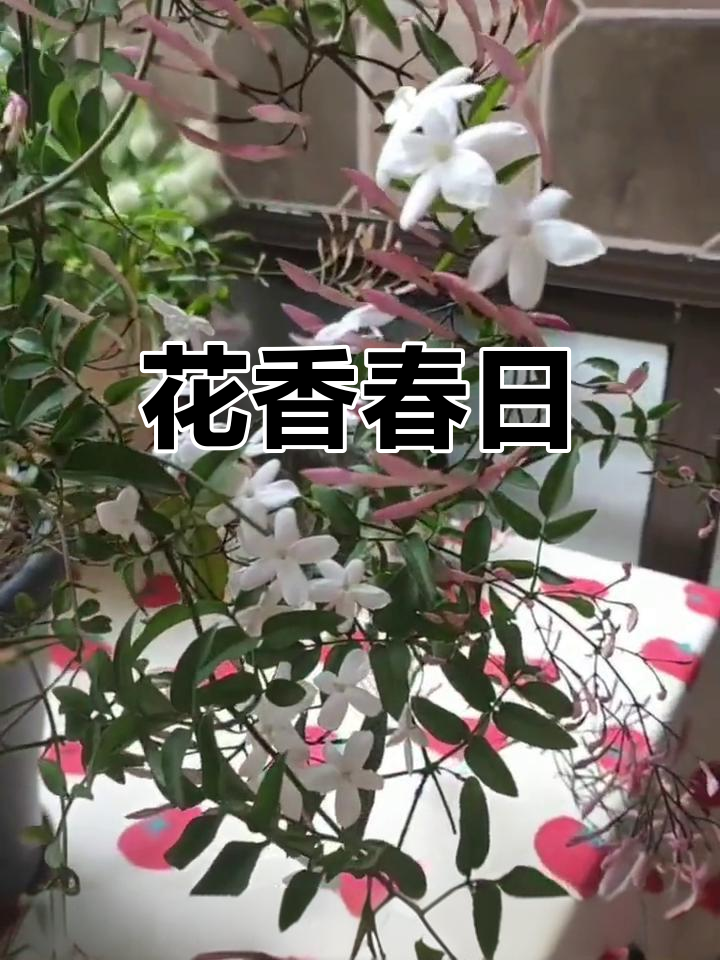 春天花香四溢,鸡爪花美丽动人,你们那儿怎么称呼它?