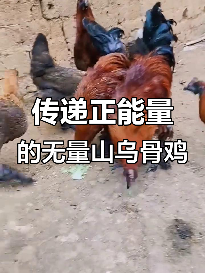 无量山乌骨鸡:真实正能量,优质农产品推荐
