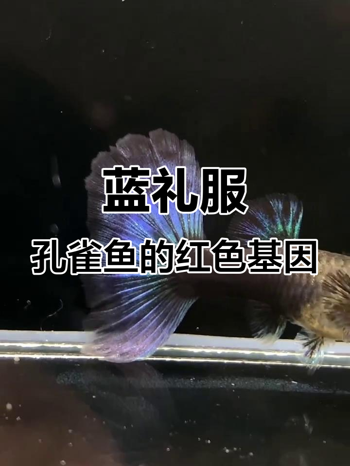 蓝礼服孔雀鱼跑红现象揭秘,如何挑选优质品种