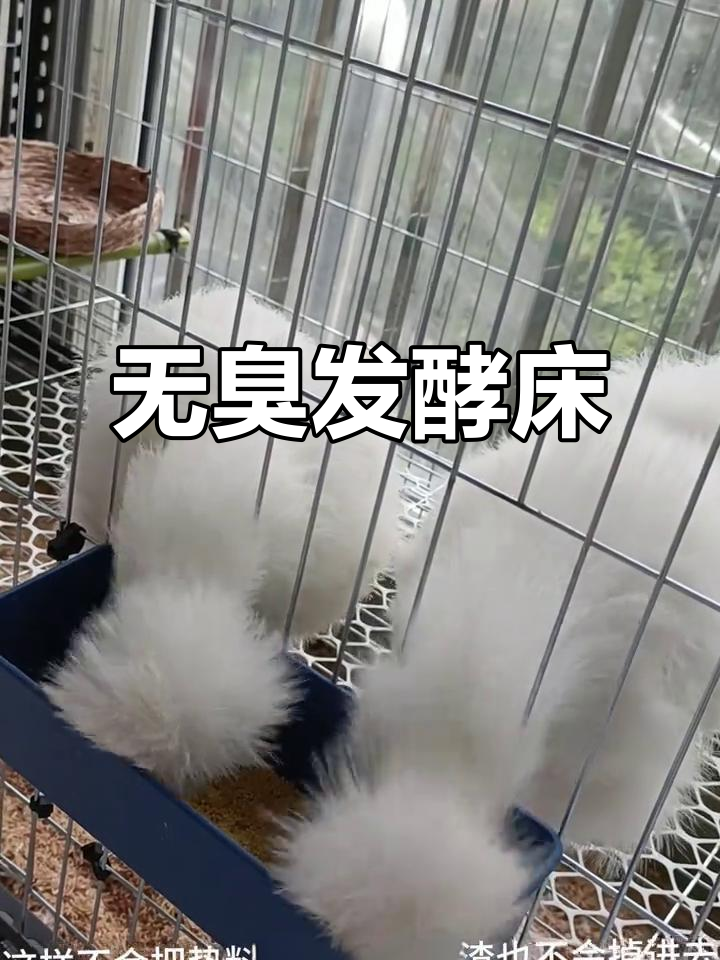 阳台养鸡,发酵床9天无臭,效果惊人!