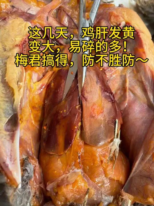 鸡肝发黄,易碎变大咋回事