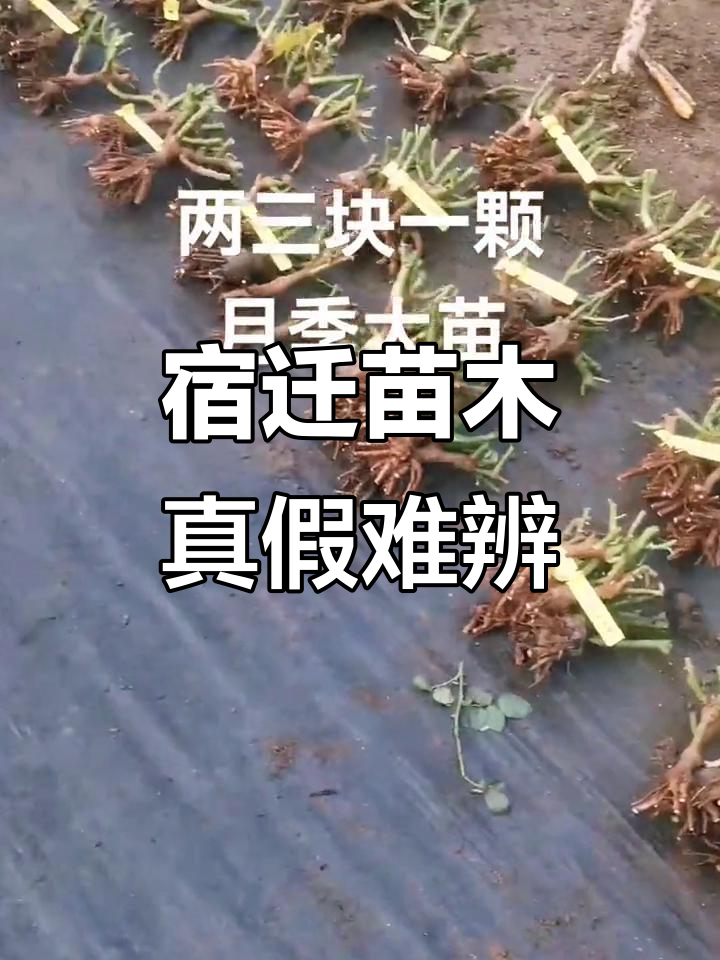 宿迁苗并非全假,了解背后的真相