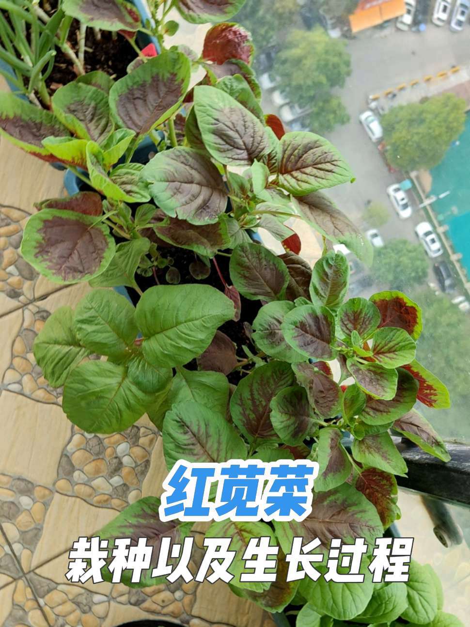 俗话说播种和收获不在同一个季节,但是你知道吗,红苋菜的生长速度极快,在温度合适的情况下栽种