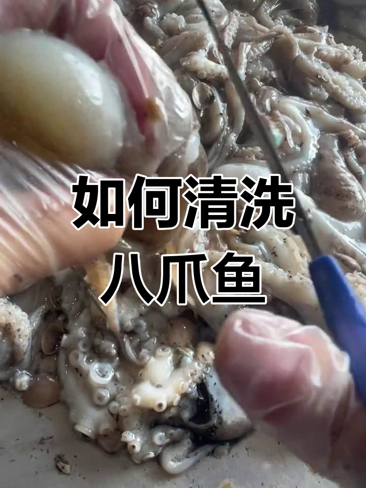 八爪鱼清理全攻略,教你如何去除墨囊和牙齿
