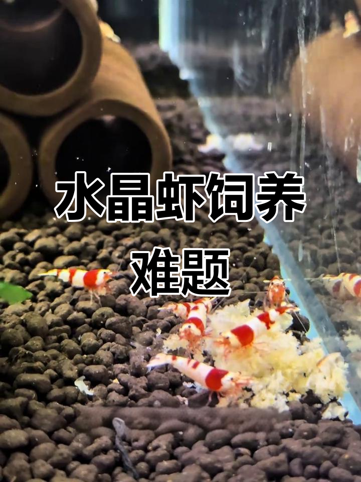 水晶虾难养？第四批已经团灭，水质敏感让人头疼