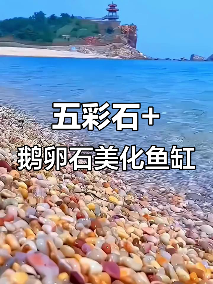 鱼缸造景新发现,五彩石、鹅卵石搭配水培植物超美