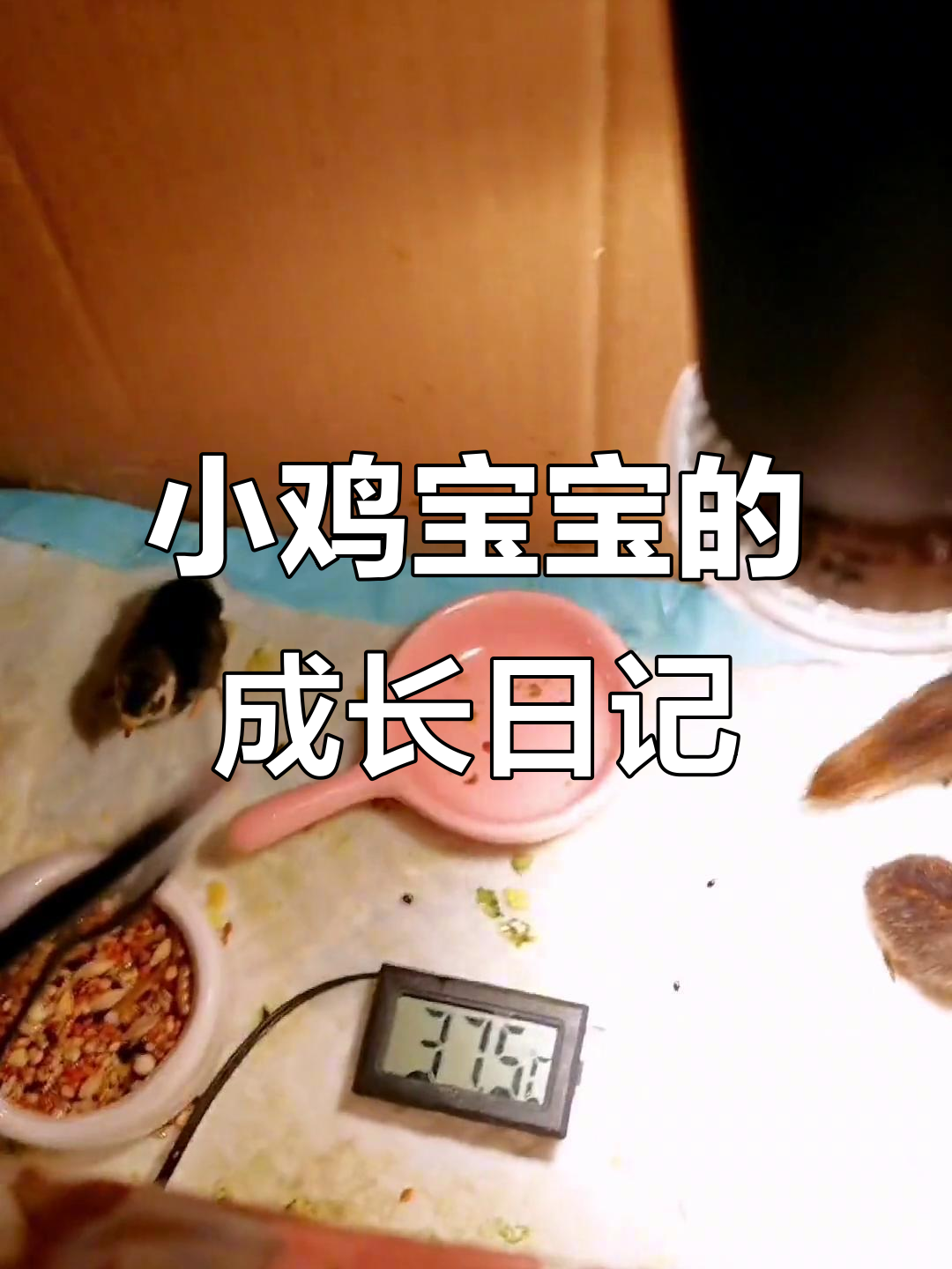芦丁鸡宝宝成长记:从孵化到活泼可爱,八只小鸡的萌态百出