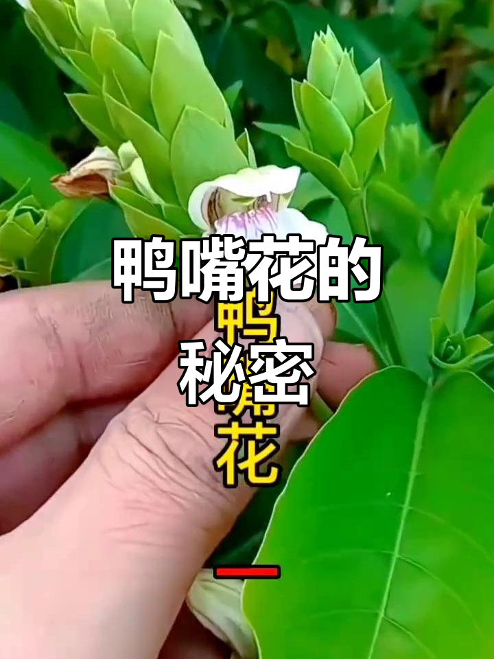 鸭嘴花，云南及热带常见草本，药用价值丰富
