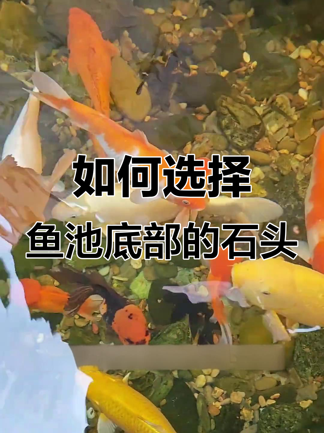 鱼池底部铺石头的技巧,选对石块让水质更佳