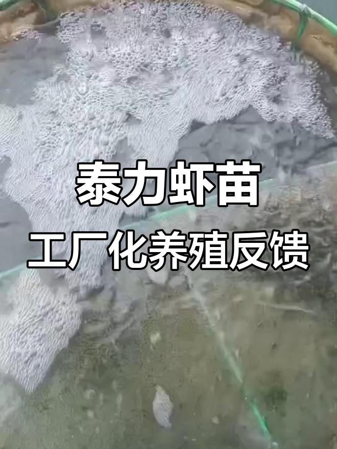 海南泰力虾苗在浙江淡水工厂化的表现与反馈