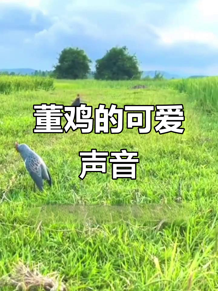 越南董鸡萌叫声,超可爱!