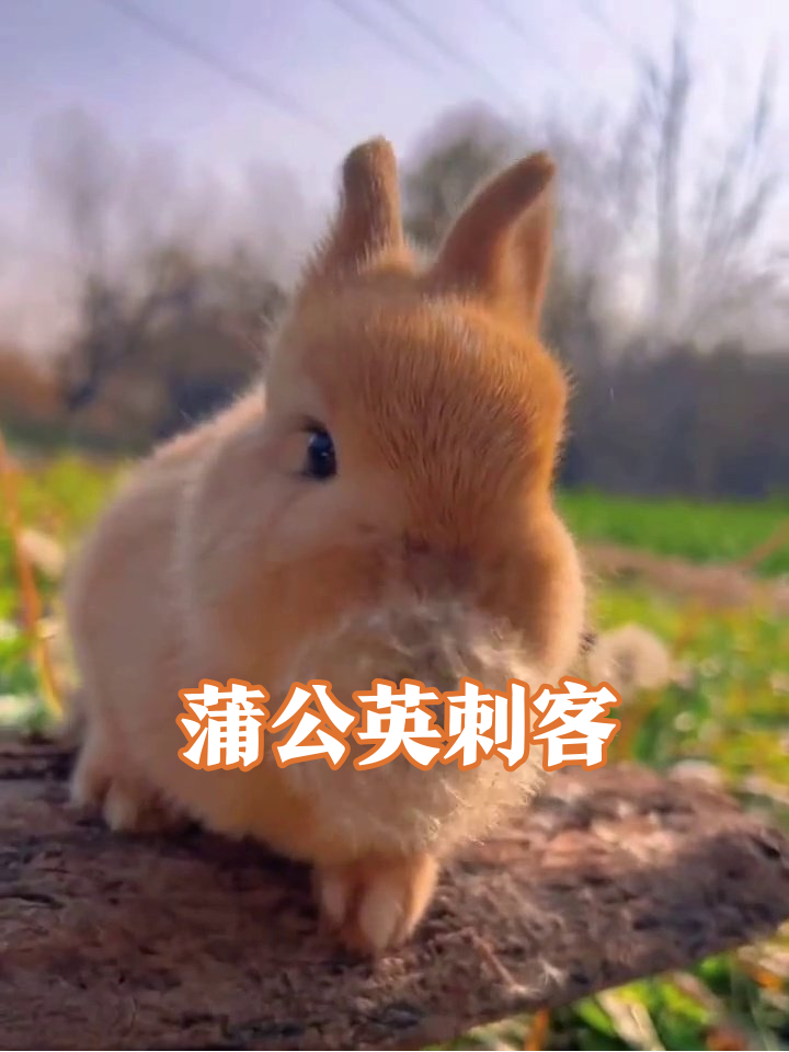 兔子挑战蒲公英反被“打脸”,绒毛粘满脸秒变表情包
