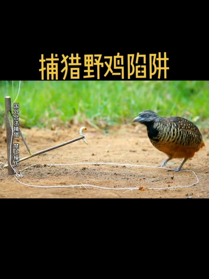 你见过这样的捕野鸡陷阱吗?