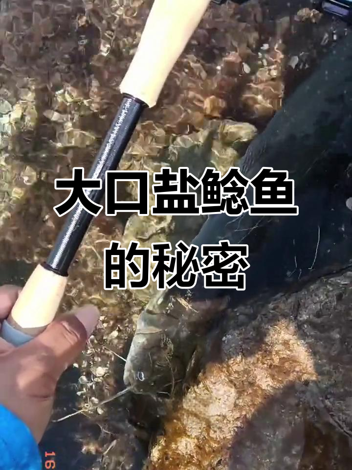 鲶鱼美味又营养,产妇发奶必备!