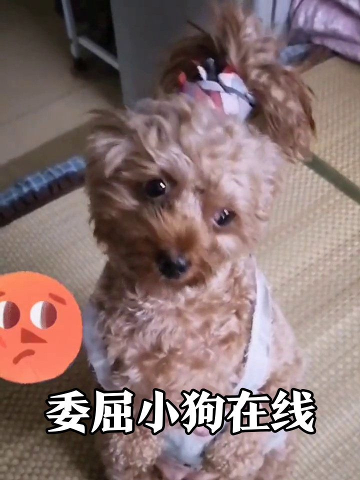 小狗穿衣服坐出表情包,委屈到张嘴打哈欠太真实