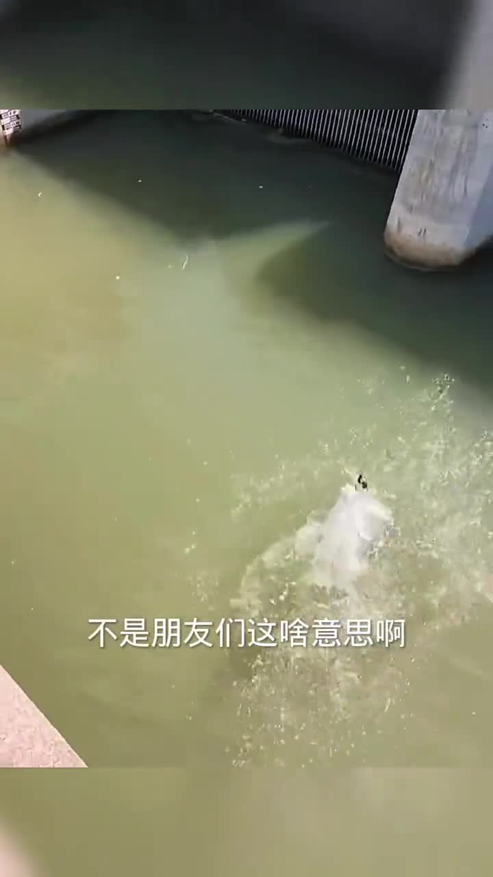 一天到晚游泳的鱼