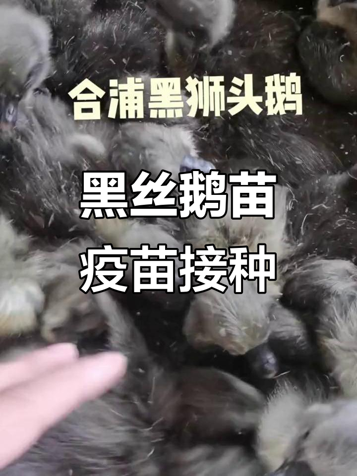 广西鸿泰源家禽孵化:黑丝鹅苗质量保证,疫苗注射全程记录