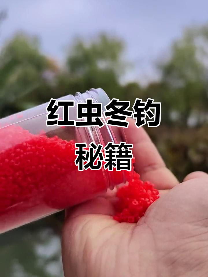冬季钓鱼，红虫效果最佳！挂法简单又干净