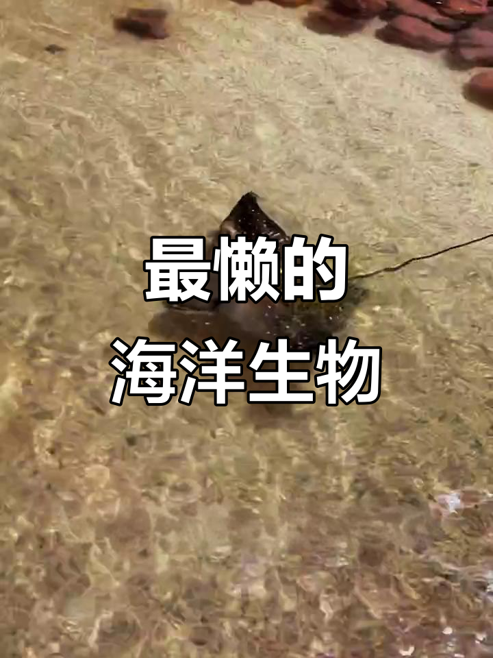 黄金参鱼贴鲨游,懒到极致的海洋小跟班