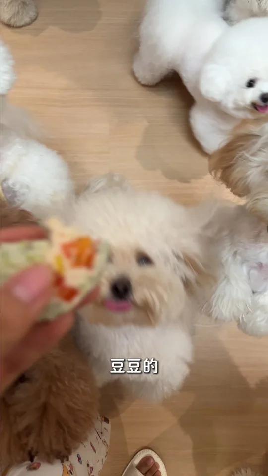 自制小狗零食｜夹心蔬菜卷有手就会！