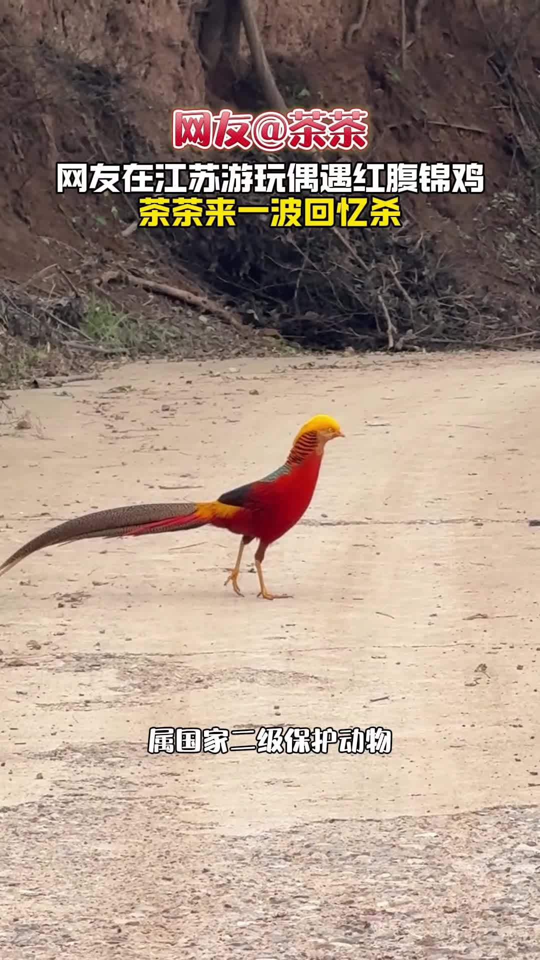 网友在江苏游玩偶遇红腹锦鸡，茶茶来一波回忆杀 茶茶野保法宣 野生动物零距离 网友在江苏游玩