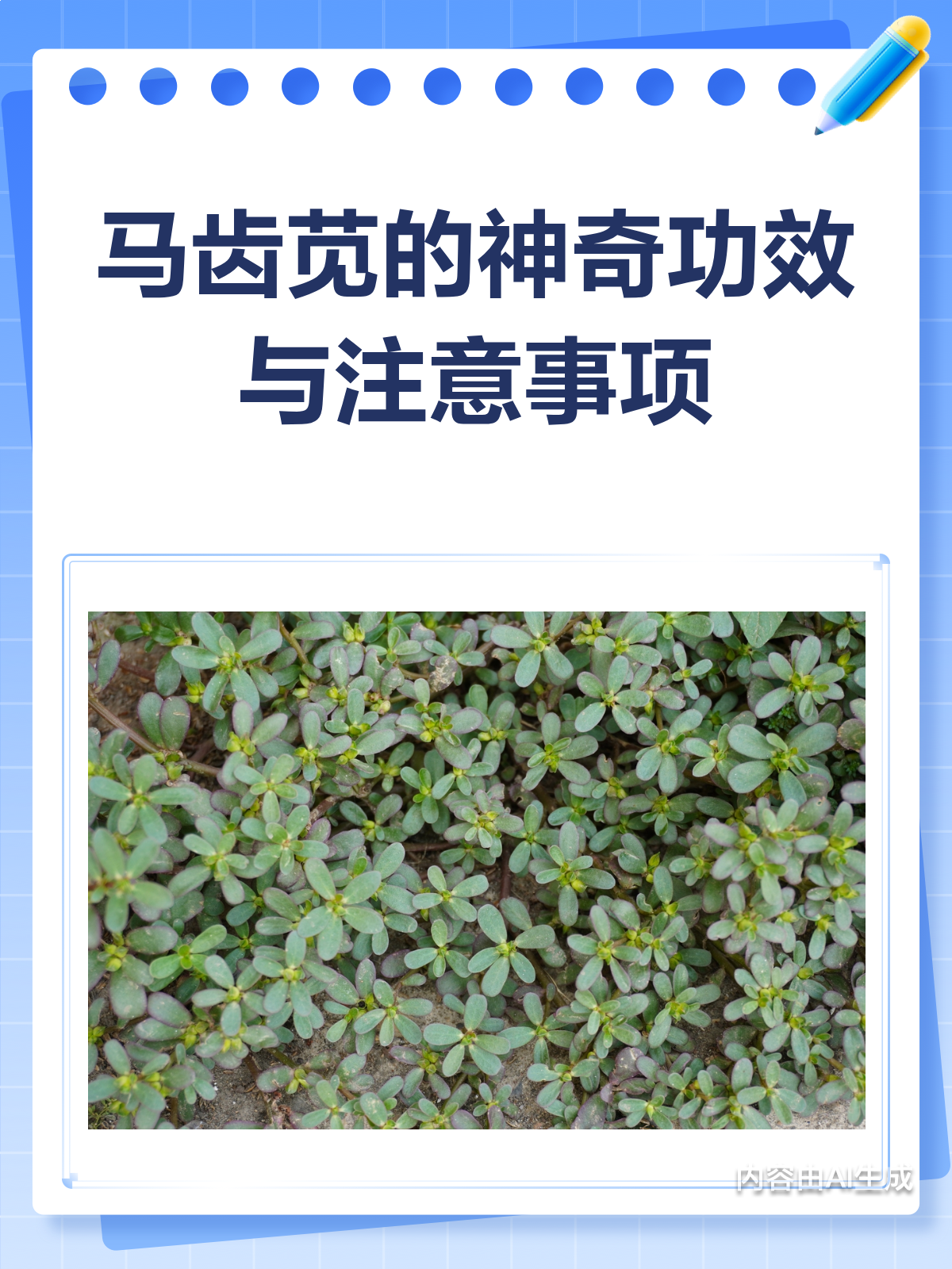 马齿苋大揭秘!小小野菜竟有这么多功效