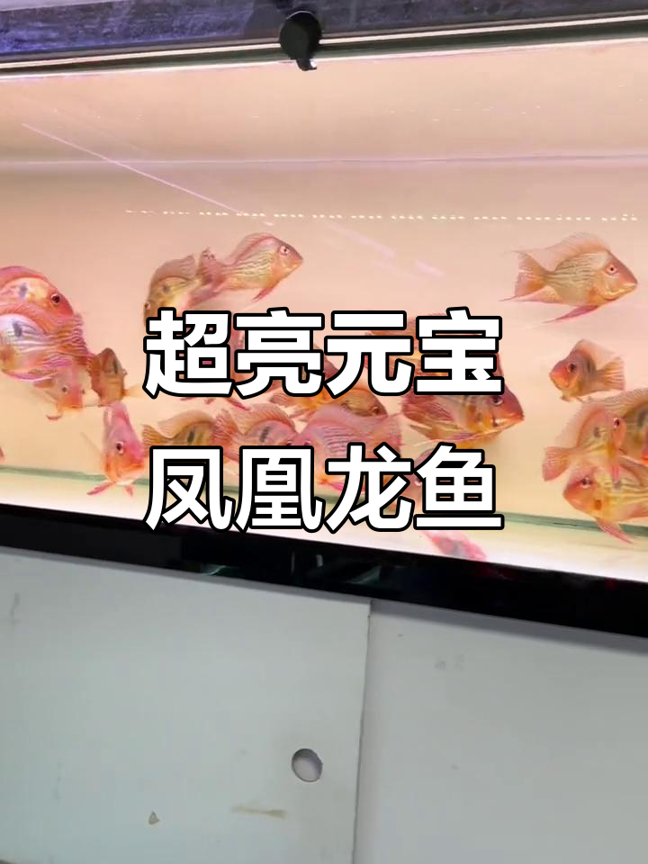 极品元宝凤凰龙鱼到货,尺寸超大发色惊艳