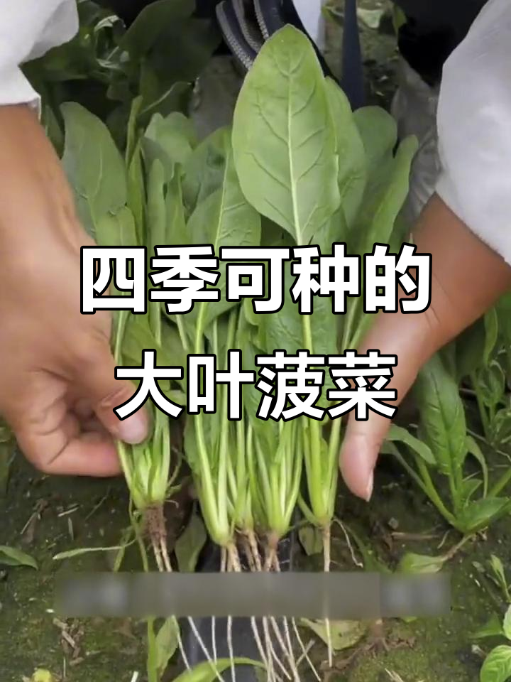夏季必备!耐热大叶菠菜,快速生长超好吃
