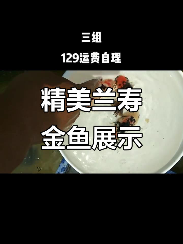 兰寿金鱼大揭秘:玉面奶花与虎头中部,颜色美丽背鳍独特