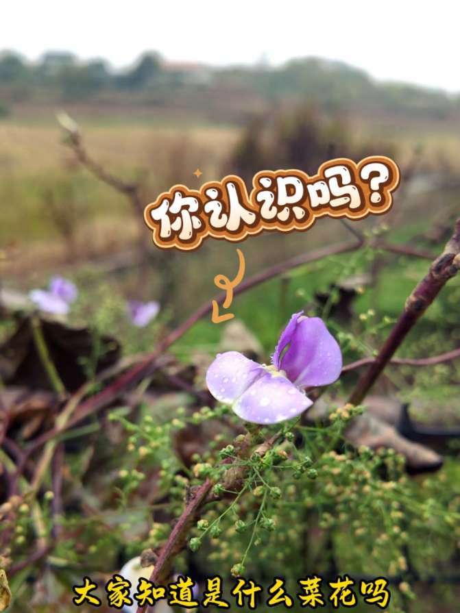 有认识这个菜花的吗?冬豆角在你的家乡叫什么?我的乡村生活 原创视频 新农人计划 抖音新农人