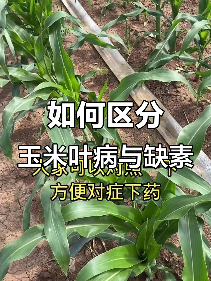 玉米叶片异常?病害还是缺素,如何判断并应对
