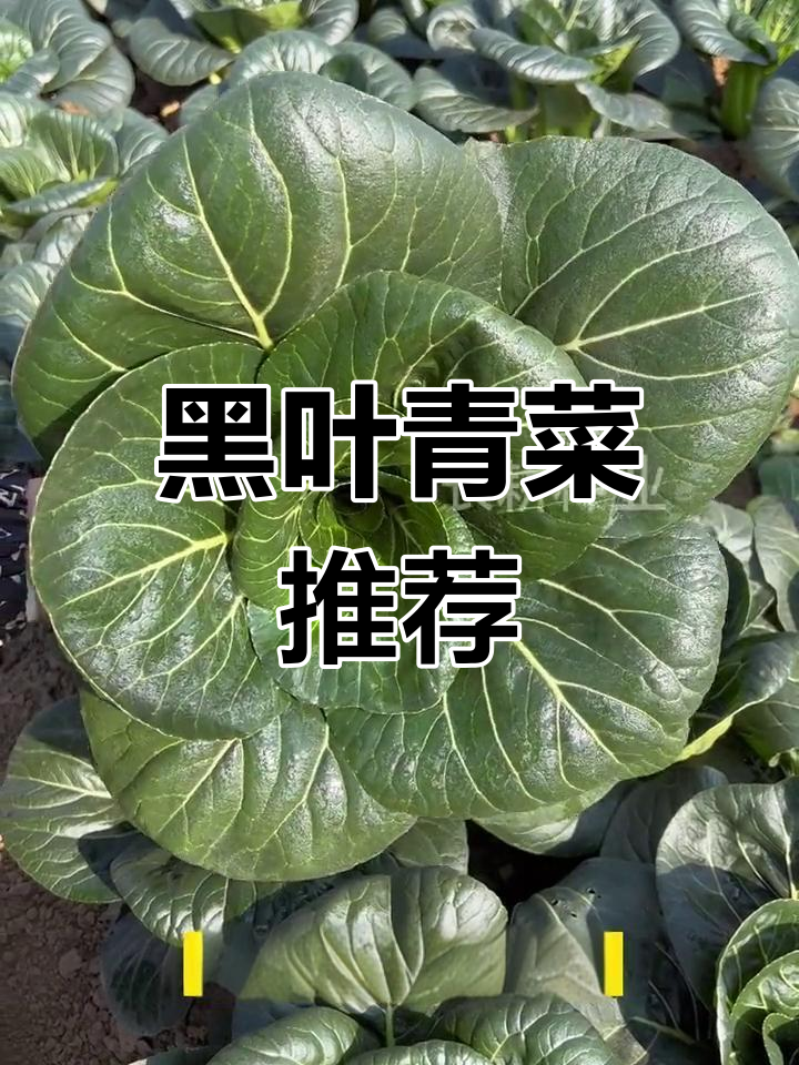 这款黑叶苏州青,耐寒又抗热,种起来吧!