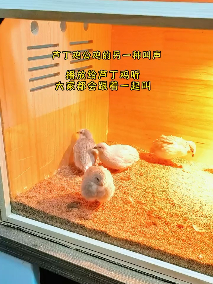 芦丁鸡公鸡叫声,不会分公母俩进来看看!
