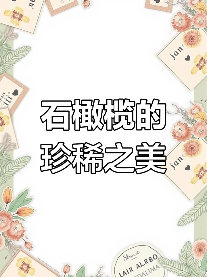 深山石橄榄,单叶小果珍贵,炖汤煮水皆宜