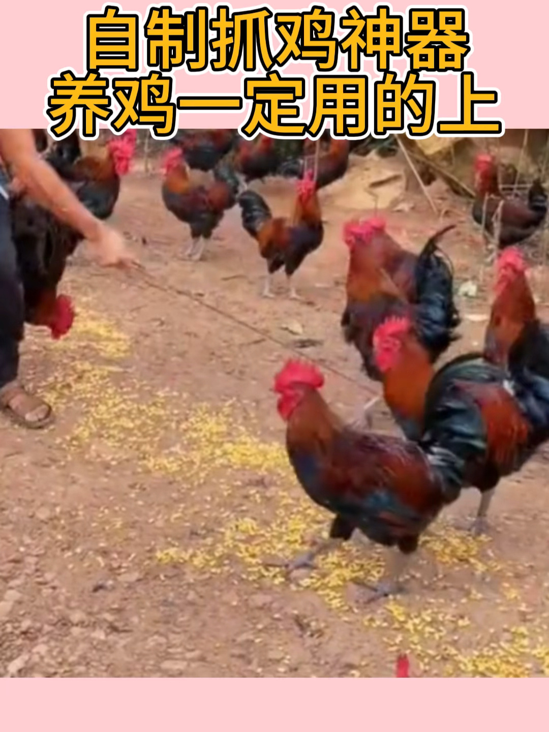 自制抓鸡神器,养鸡一定用的上