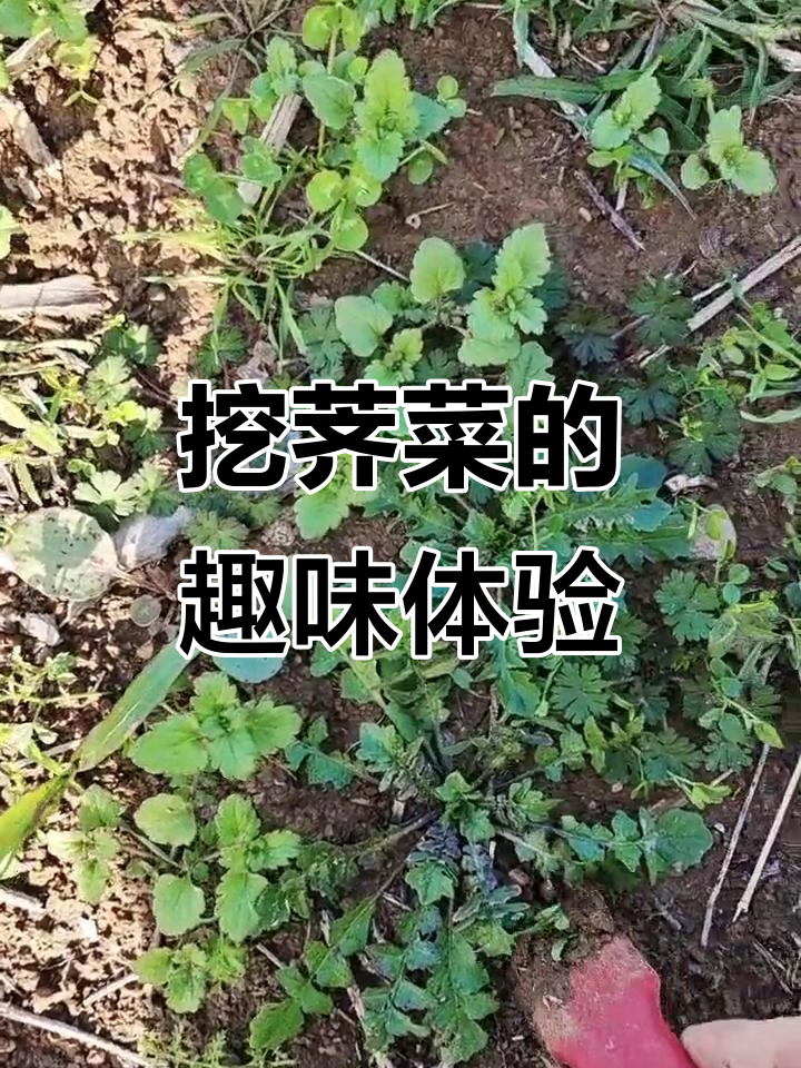 挖野菜姐妹彻底入戏，荠菜的乐趣与挑战