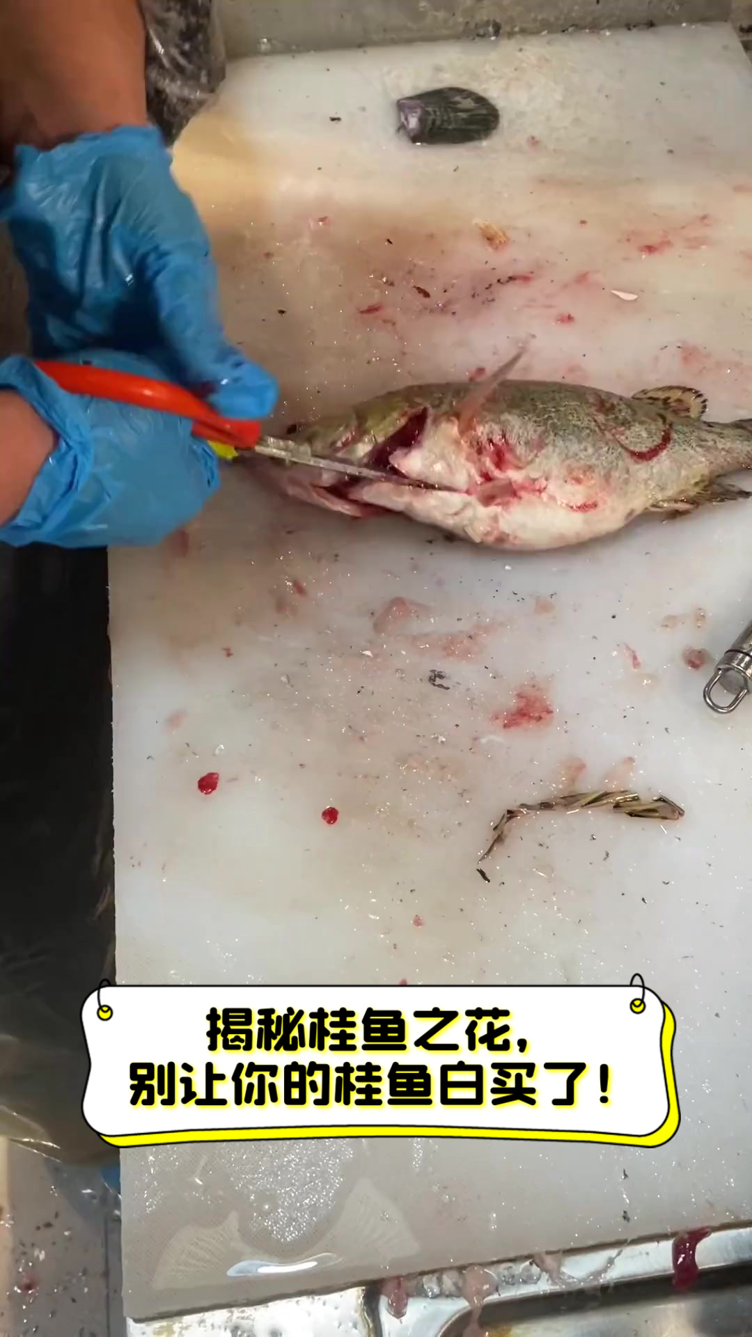 揭秘桂鱼之花,别让你的桂鱼白买了!