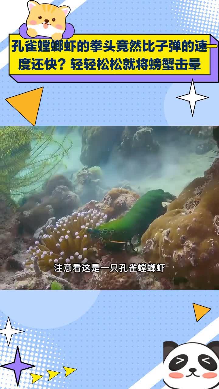 孔雀螳螂虾拳头比子弹还快,轻松击晕螃蟹?