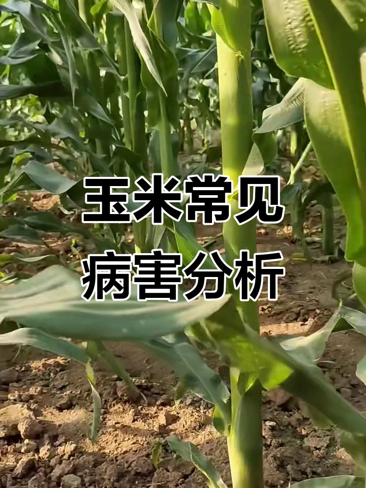 玉米叶片病害全解析:大小叶斑病与锈病的防治方法