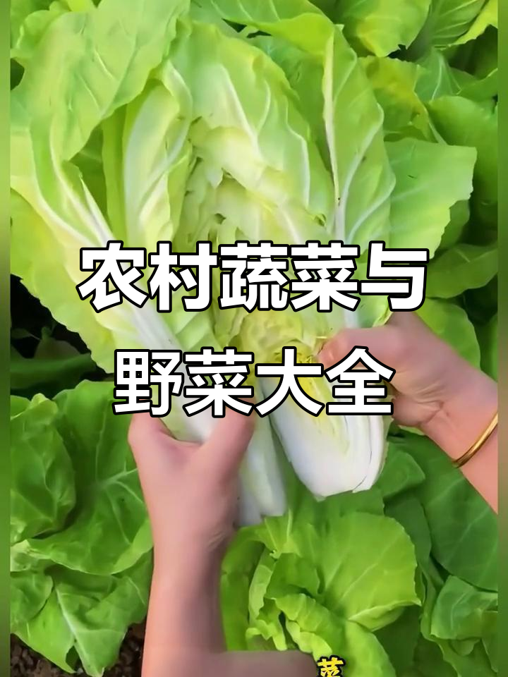 45种常见农村蔬菜和野菜大揭秘,看看你认识几种?