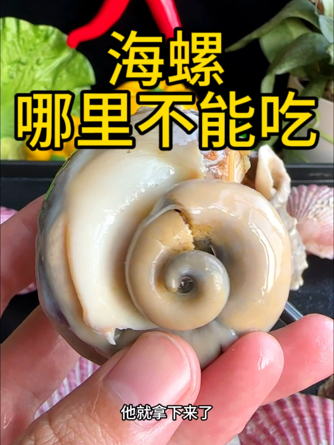 吃海螺的时候这几个部位要拿掉,不能吃!