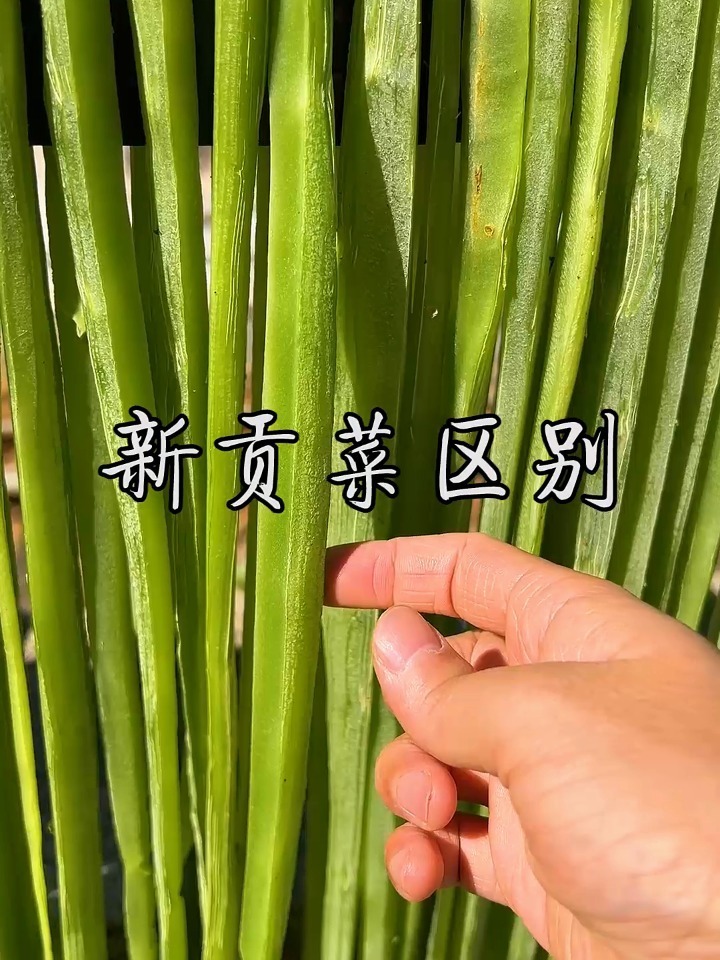 新贡菜区别