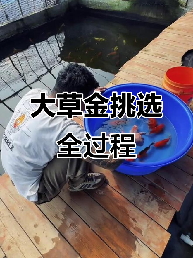 渔场大揭秘!挑选草金鱼,体型完美到让人惊艳