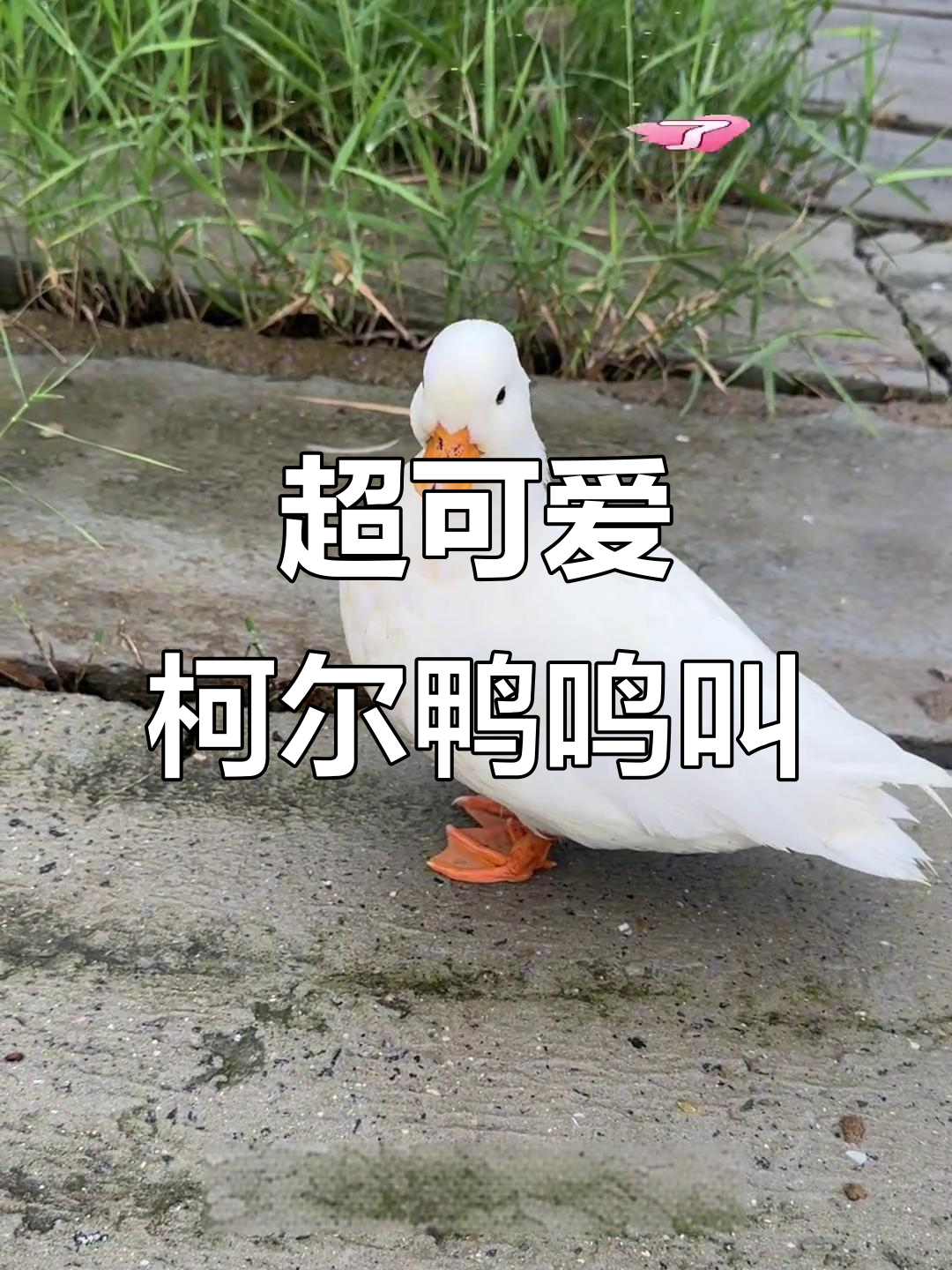 柯尔鸭的萌叫声,像棉花糖一样软绵绵