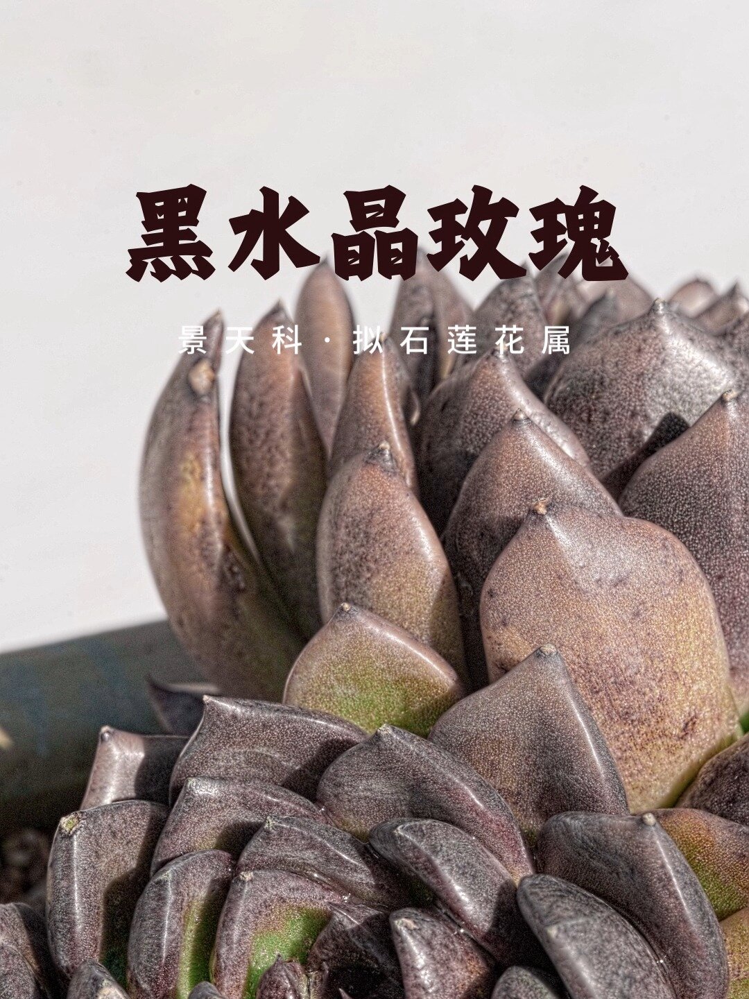 黑水晶玫瑰多肉