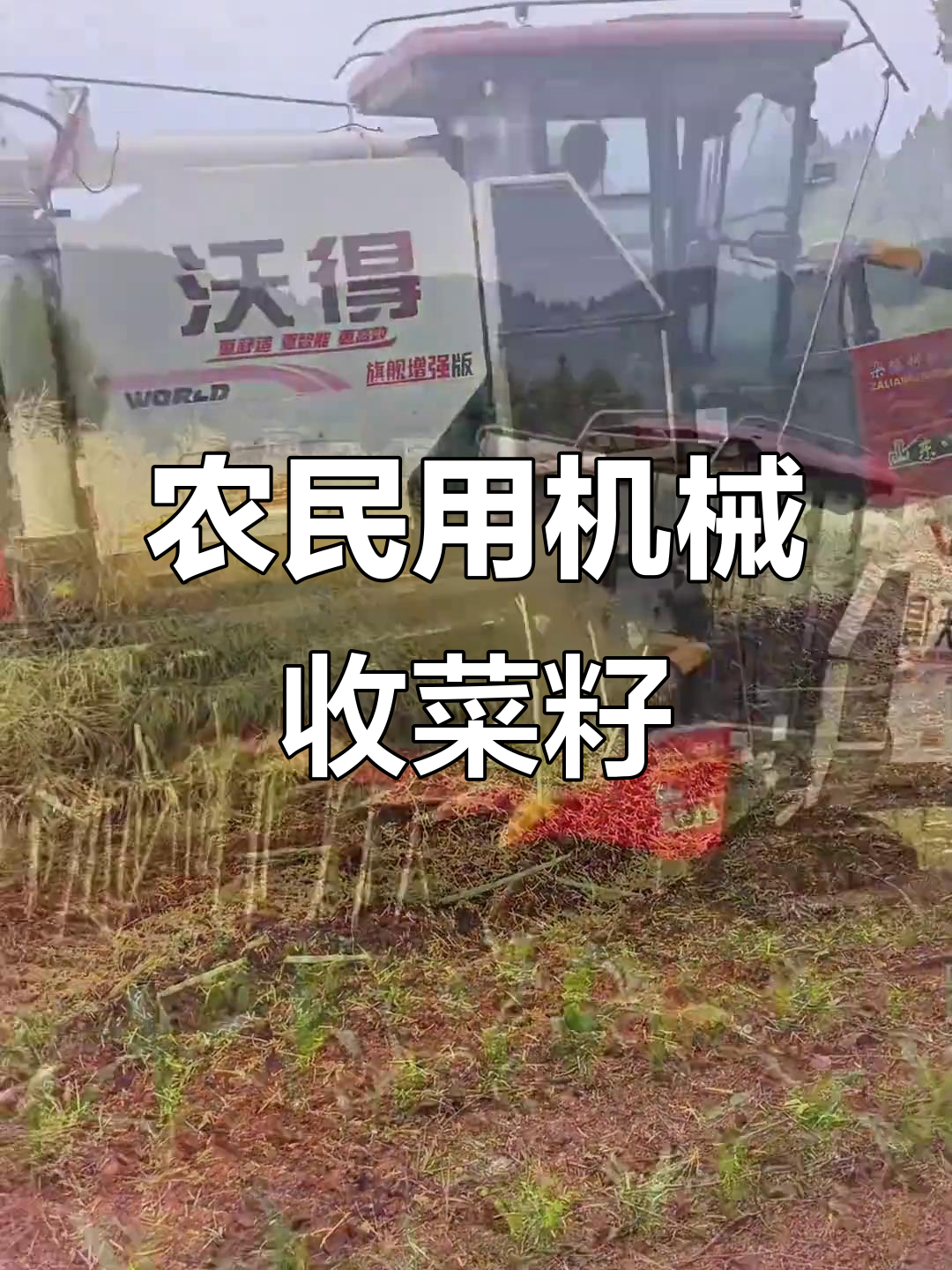 农民辛苦收割油菜籽,机器助力效率提升