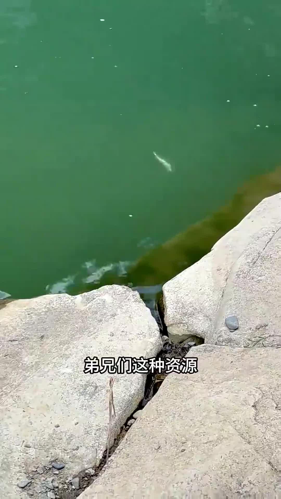 深秋石斑狂口 #溪流钓